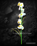 Daffodil stem