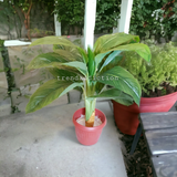 Realistic Banana Plant (Medium)
